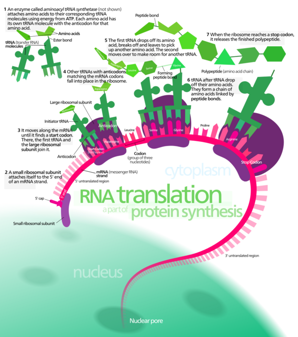 Protein synthesis svg