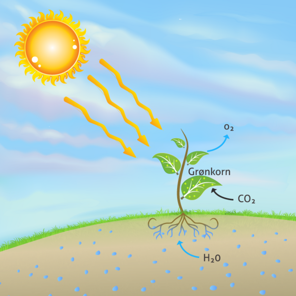 fotosyntese2