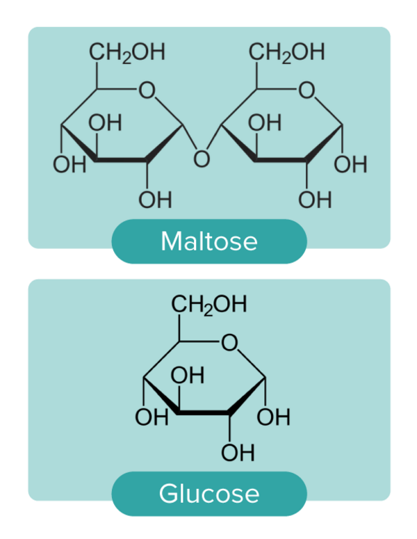 Maltose glucose